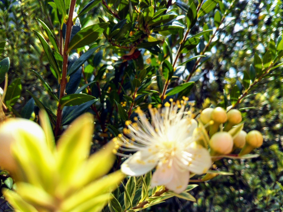 Hisa 銀梅花の花です ウチの庭には斑入りの銀梅花も いろんな名前で呼ばれています マートル ミルテ ミルトス 祝いの木などね 古代ギリシャ時代 月桂樹と同じように勝者の冠として使用されたようです Hisa 銀梅花の花です ウチの庭には斑入りの銀梅花も いろんな名前で呼ばれています マートル ミルテ ミルトス 祝いの木などね 古代ギリシャ時代 月桂樹と同じように勝者の冠として使用されたようです