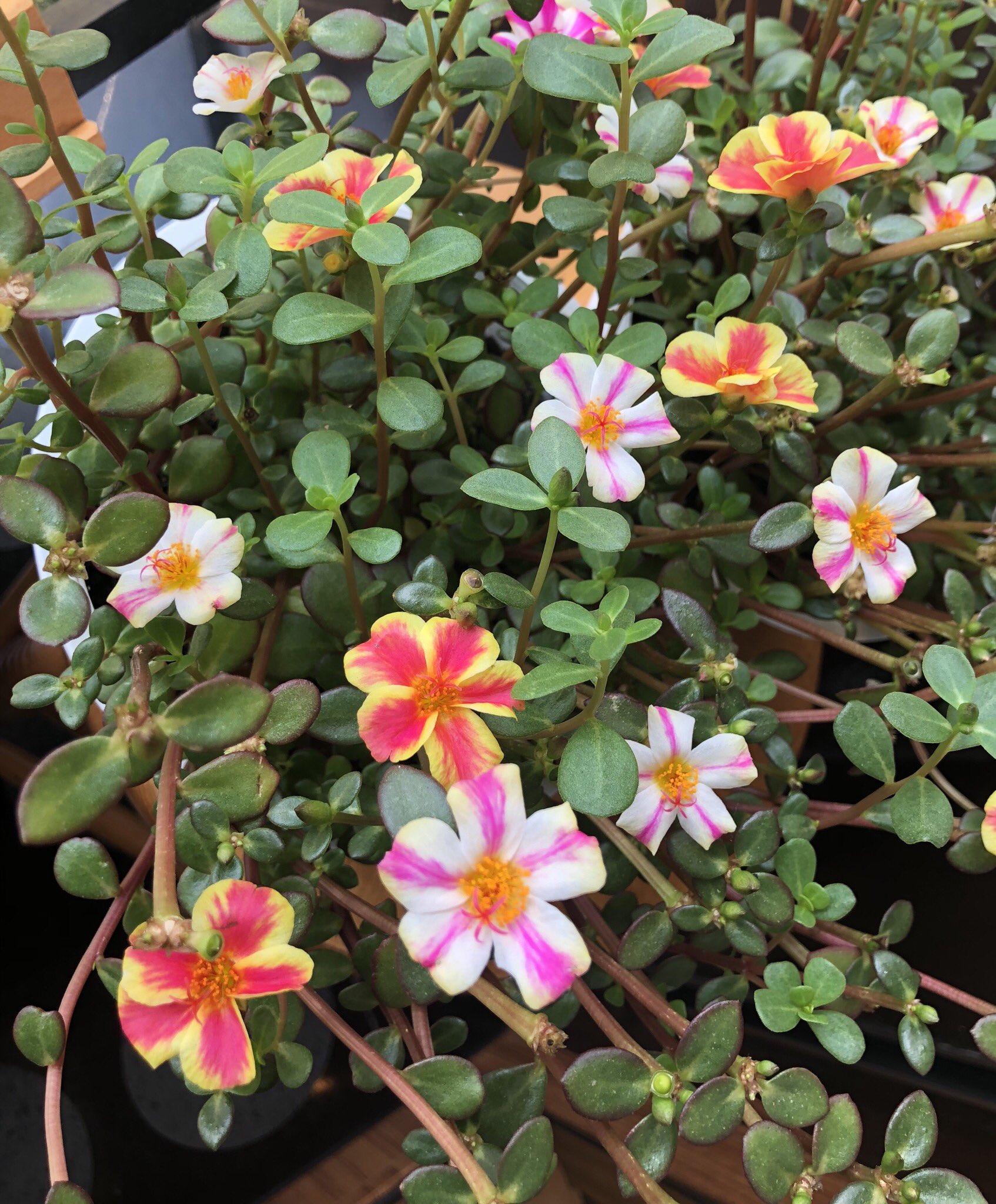 小原ゆかり お花育てることがすきになりました ポーチュラカという名前です 花言葉は いつも元気 今咲いてるお花は今日で終わり 明日また違う花が咲きます 毎日楽しみで 今日もかわいい ふふふ T Co 2yibywtlyo Twitter