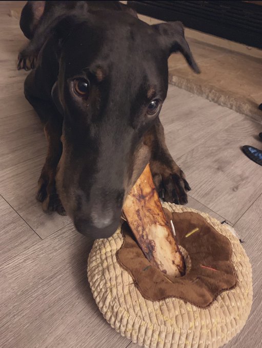 He&rsquo;s enjoyed his day. Dough g loved all his birthday wishes. I&rsquo;m gonna add some doggy toys to my wishlist<a href="/tag/vegas"class="tags"><span>#vegas</span></a><a href="/tag/ir"class="tags"><span>#ir</span></a><a href="/tag/mademecumonset"class="tags"><span>#mademecumonset</span></a>