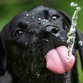 LabredorM's tweet image. Leave your important feedback &amp;amp; turn your notifications on to see our latest posts! 💖
•••••••••••••••••••••••••••••••••••••••
Follow @LabredorM 
#labrador #labradorretriever #dog #dogs #dogmom #dogsoftwitter #doglover #dogstagram #doggy