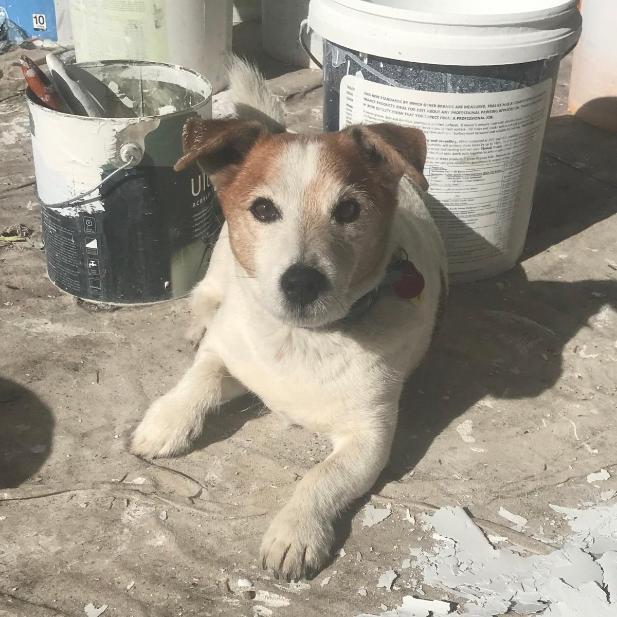 Look at that gorgeous face 😍 keeping the boys in line &amp; making sure the jobs being done!   

#buildingjourney #dreamhomes #harry #teamwork