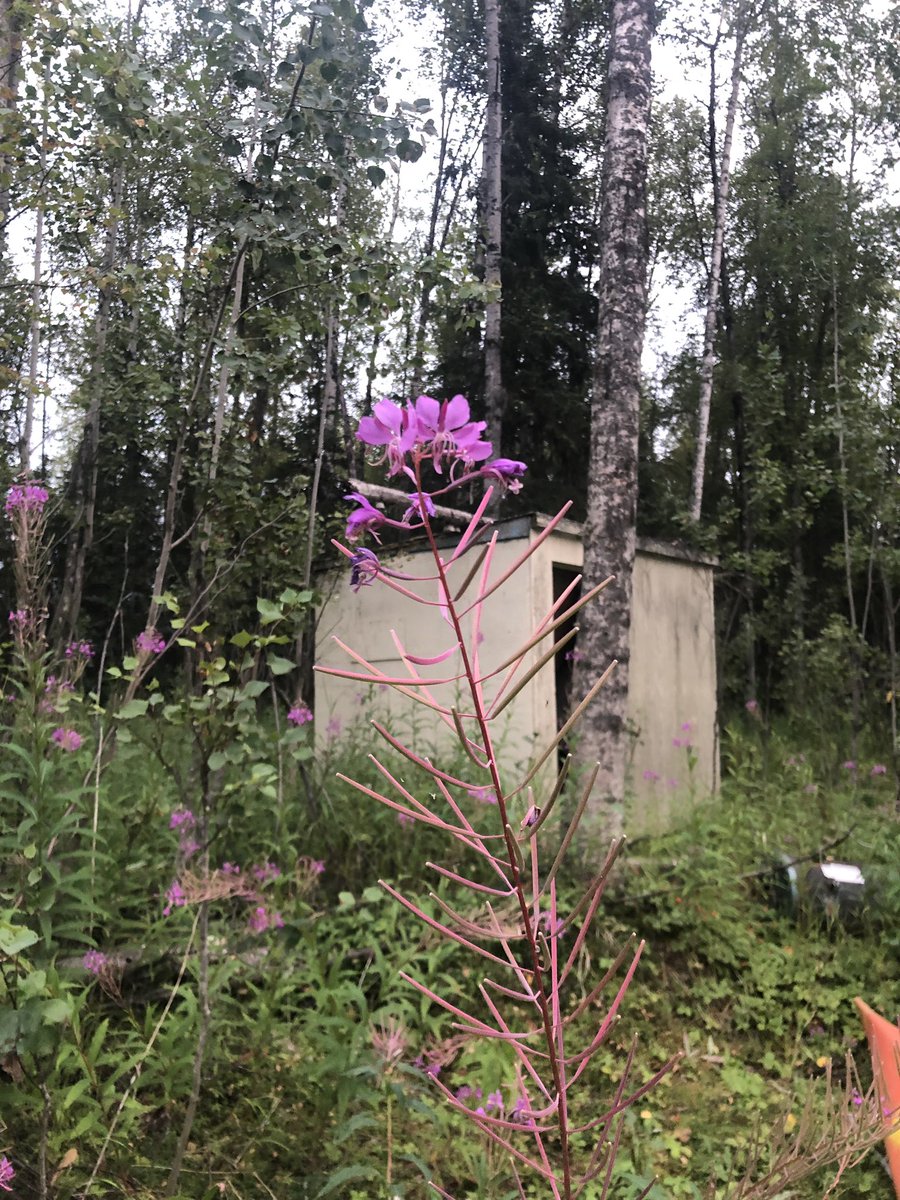 alaskandoggirl's tweet photo. Fireweed is topped out, six more weeks to winter, right?!?! I hope so! #excited #fallalready https://t.co/U3mbE07dLa