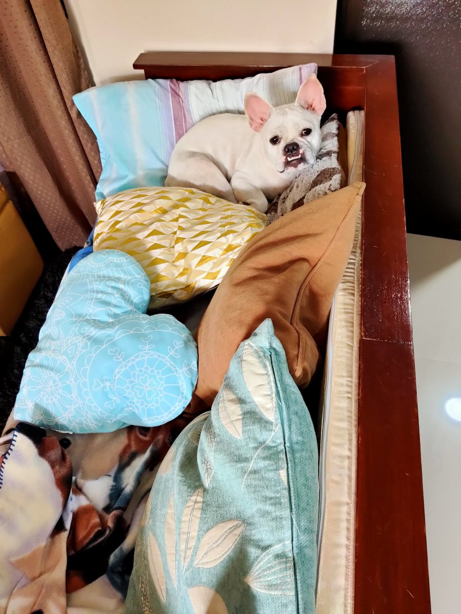 ShailSubu's tweet photo. @WeLoveDogsUSA https://t.co/fnvOVL0hs9