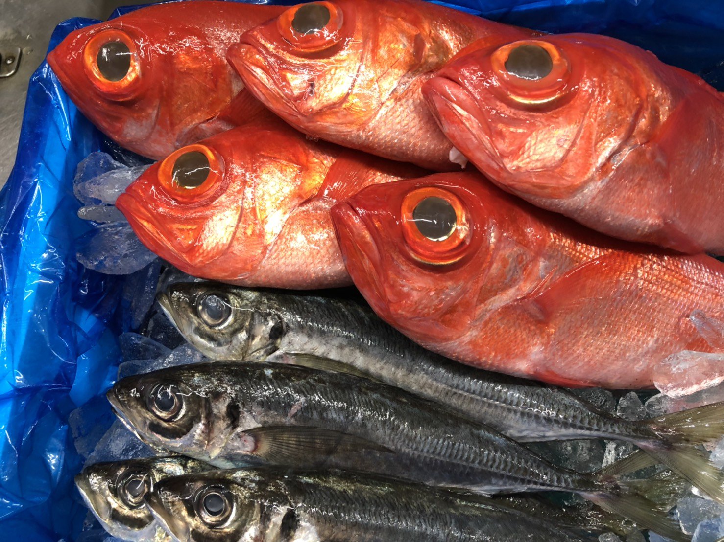 釣り地金目鯛 Twitter Search Twitter