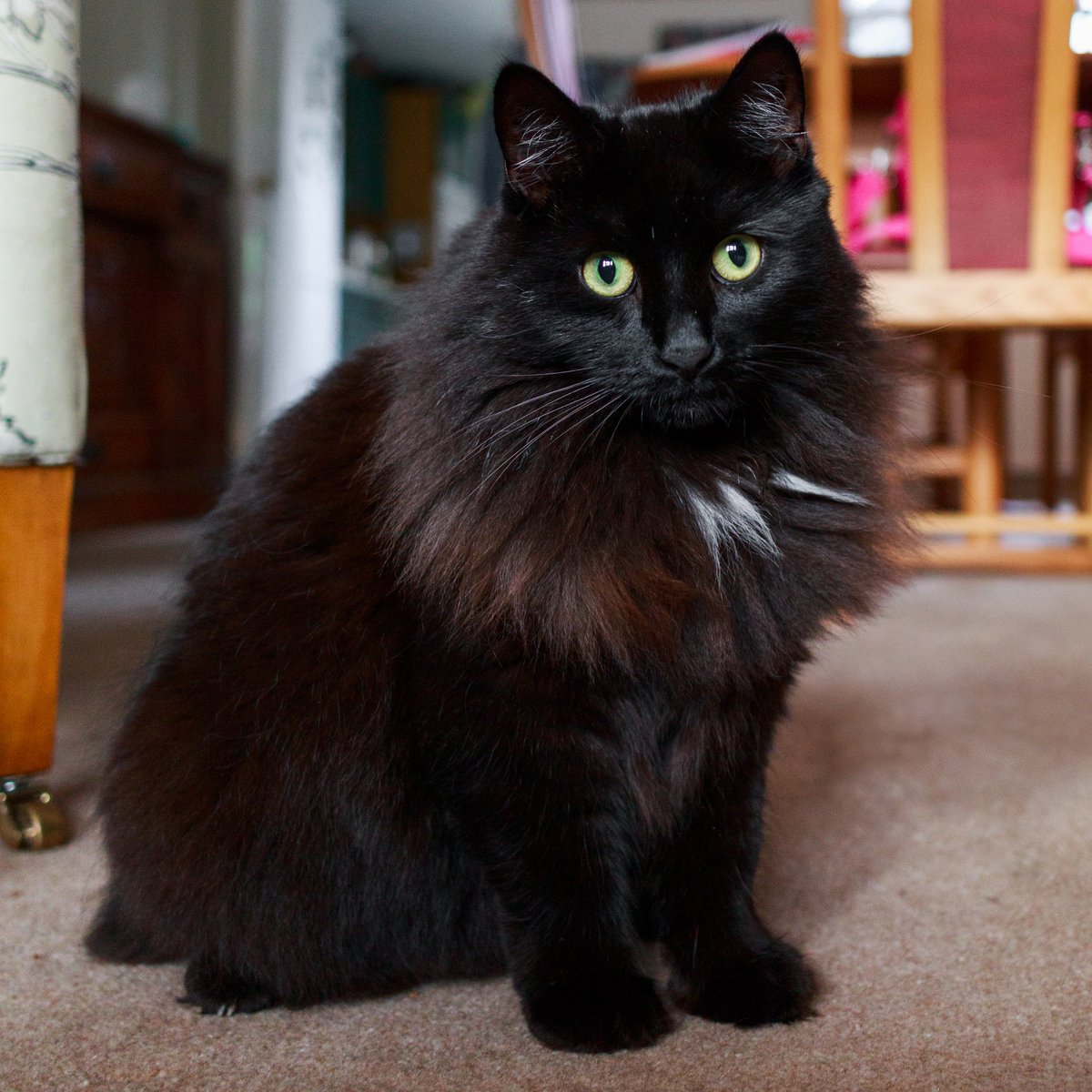 black siberian forest cat