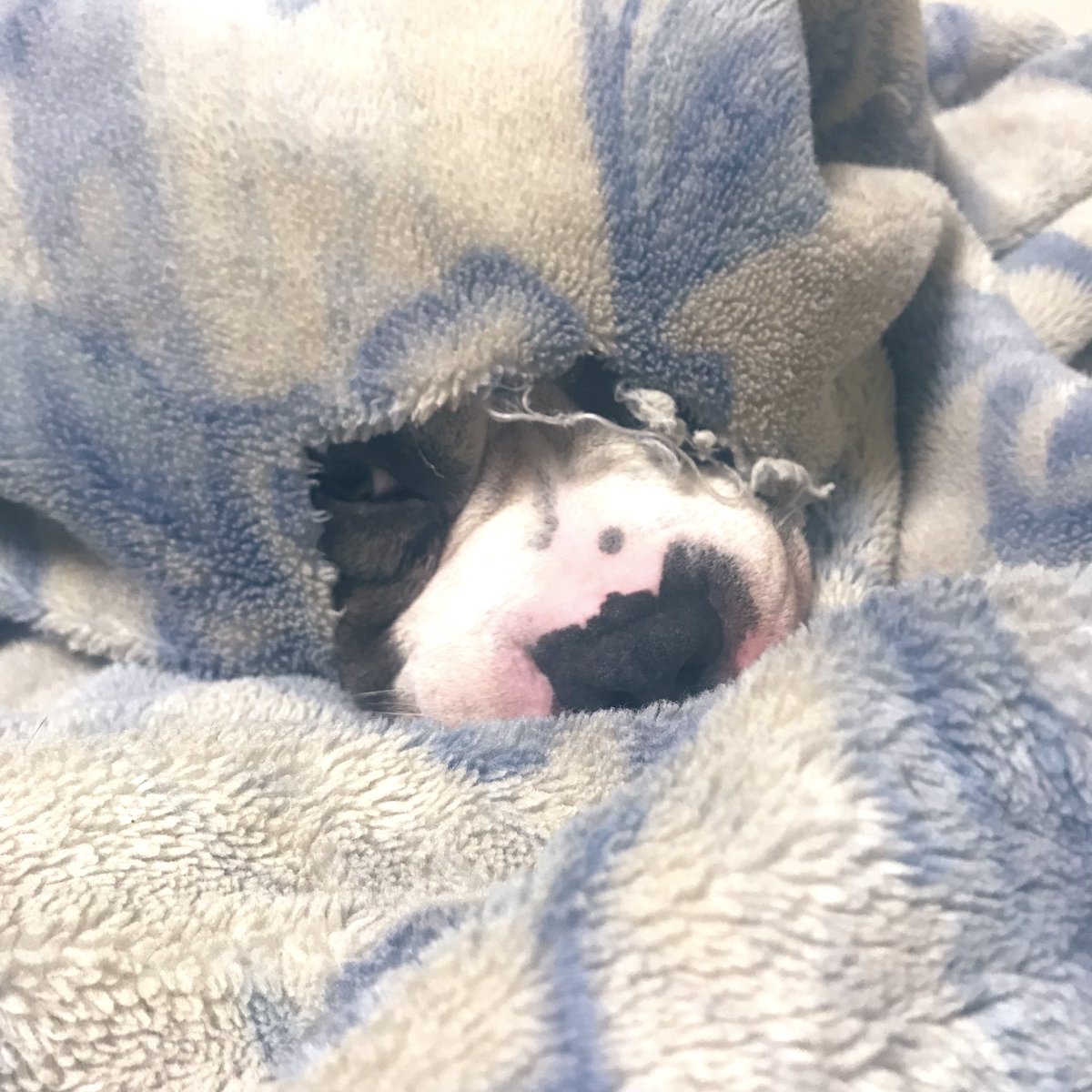 BootsyBully's tweet photo. 毛布破かれ穴から覗き見👁 https://t.co/QjVj3Lzj56