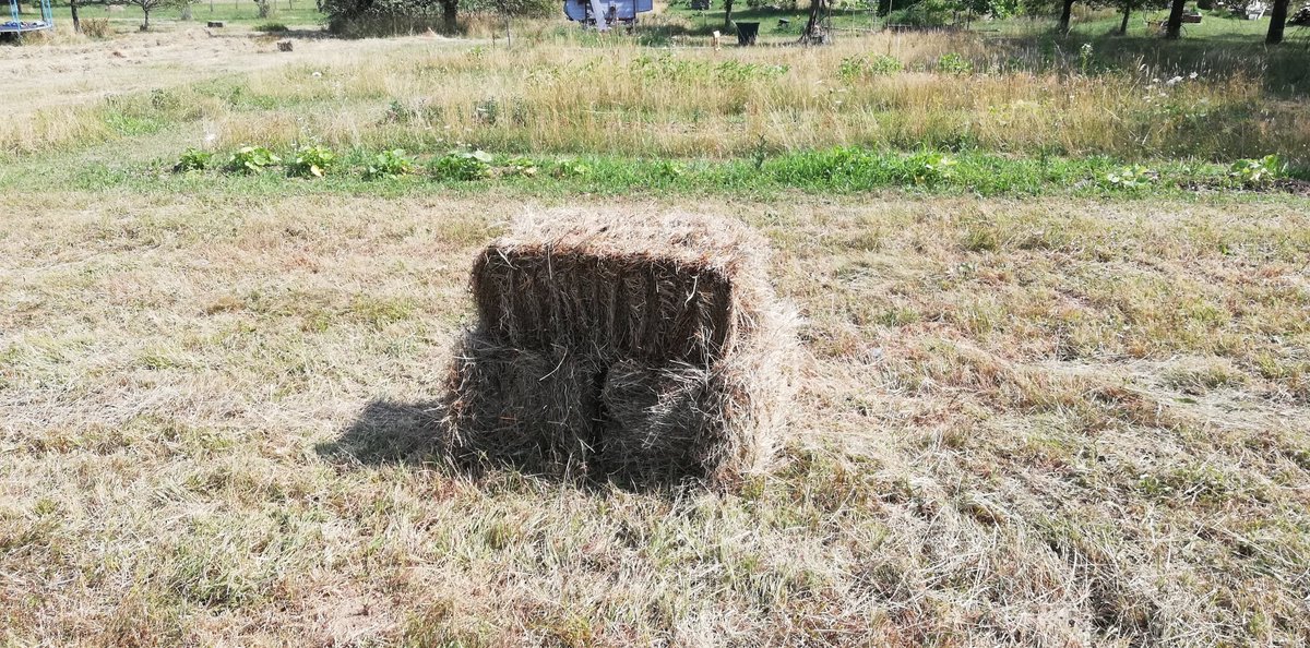 diepharm's tweet image. Die Heuernte sit eingebracht die-pharm.at/heuernte/ #heu #südburgenland #schreibersdorf #diepharm #selbstversorger #ernte