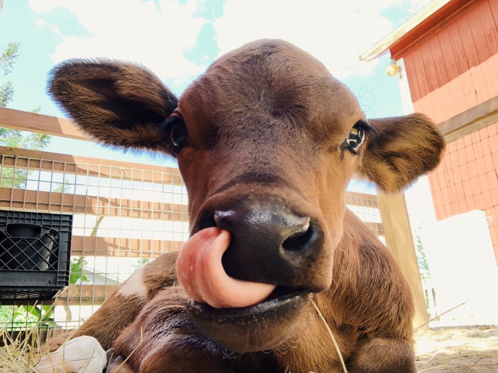 CowoftheDay1's tweet photo. 1st August 2019 https://t.co/T5o8RZiWQf