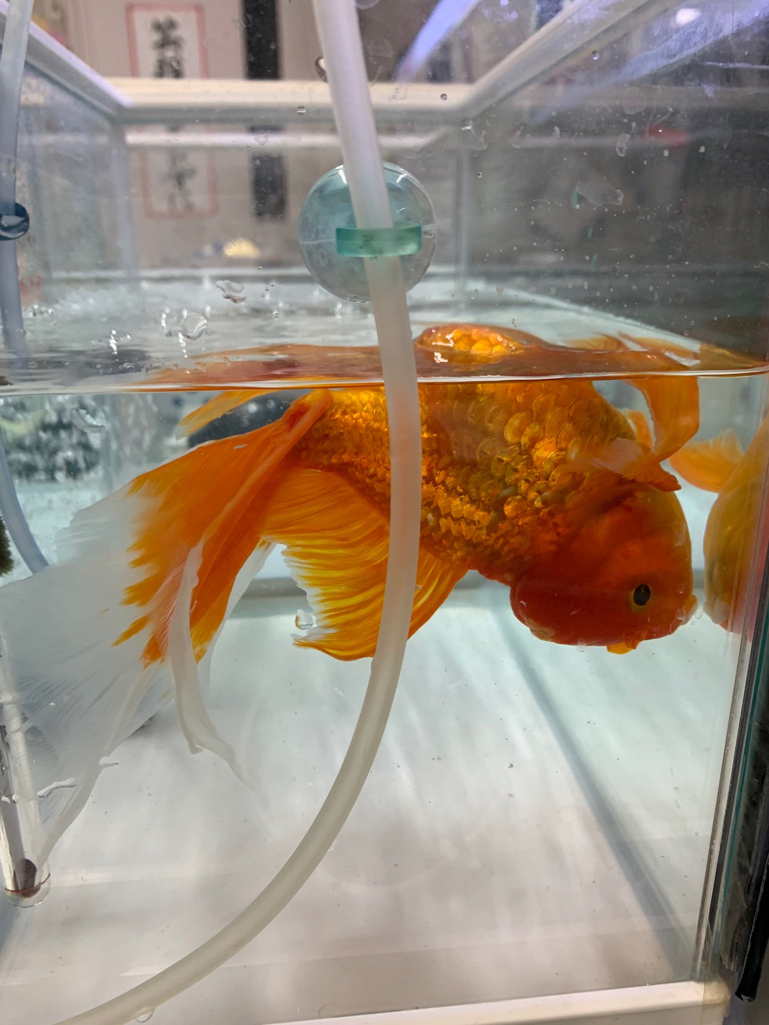 紅茶中毒 6年ほど大切に飼われてる金魚さん 先週からこの状態です 薬浴してますが 変わらず 何か良い方法をご存知の方はいますか 6年前の小さな時を知ってる分 私もとても心配です 拡散希望 金魚 腹水病 T Co Hkg8fm1ezn Twitter