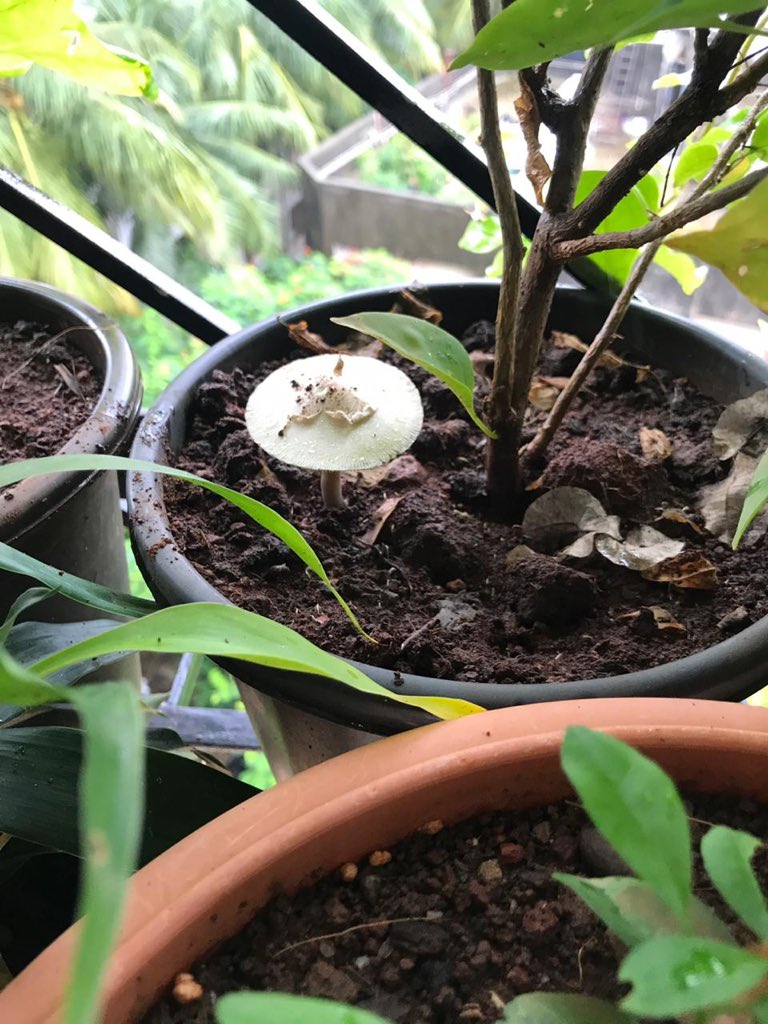Sonakshi_V's tweet photo. हरियाली अमावस्या 😄 from Bombay House @SNishant #GreeneryChallenge #keepcleanandgreen #PlantsSeeds #plantation #eyetonic https://t.co/ImFqaLXdOl