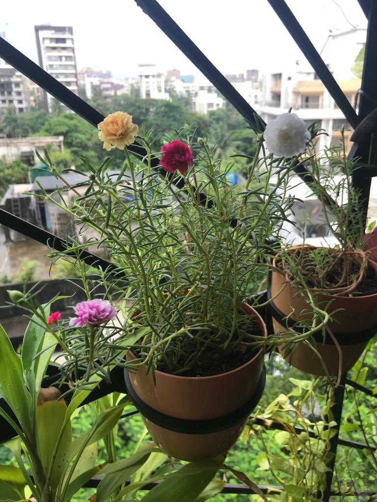Sonakshi_V's tweet photo. हरियाली अमावस्या 😄 from Bombay House @SNishant #GreeneryChallenge #keepcleanandgreen #PlantsSeeds #plantation #eyetonic https://t.co/ImFqaLXdOl