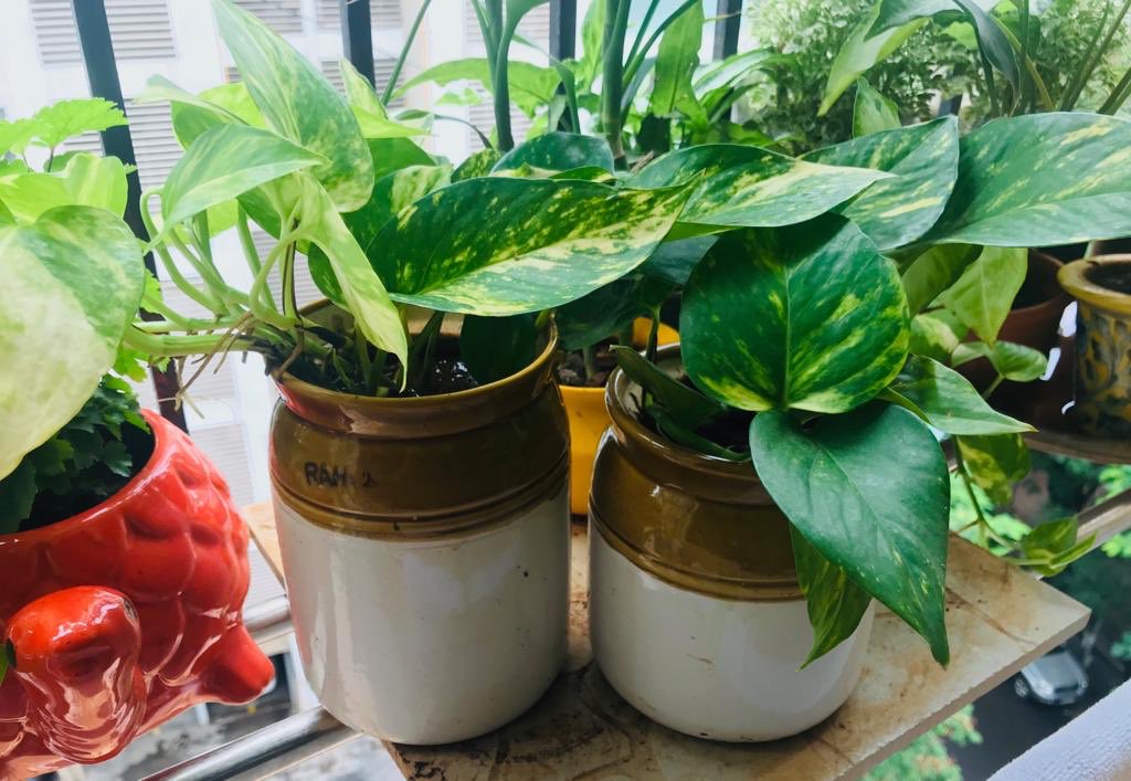 Sonakshi_V's tweet photo. हरियाली अमावस्या 😄 from Bombay House @SNishant #GreeneryChallenge #keepcleanandgreen #PlantsSeeds #plantation #eyetonic https://t.co/ImFqaLXdOl