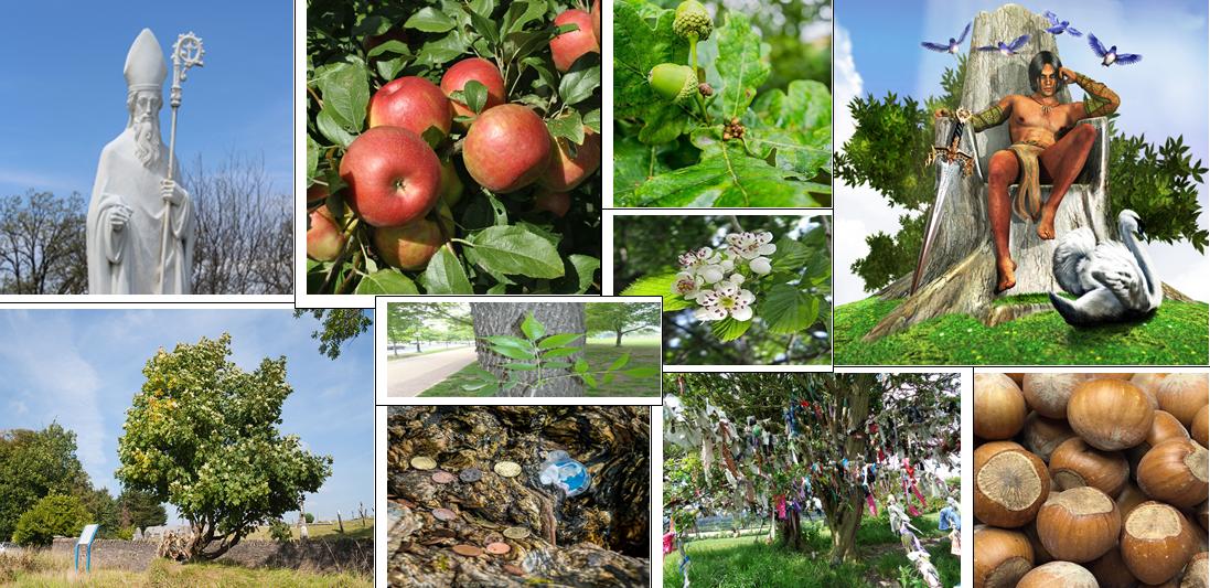  #Ireland is a forest full , all the way up to the canopy , of folklore & myths about  #trees &  #woods! Here's a hint in my collage below, of some of the tweets in my thread! . . .  @MagicalEurope  #FolkloreThursday 