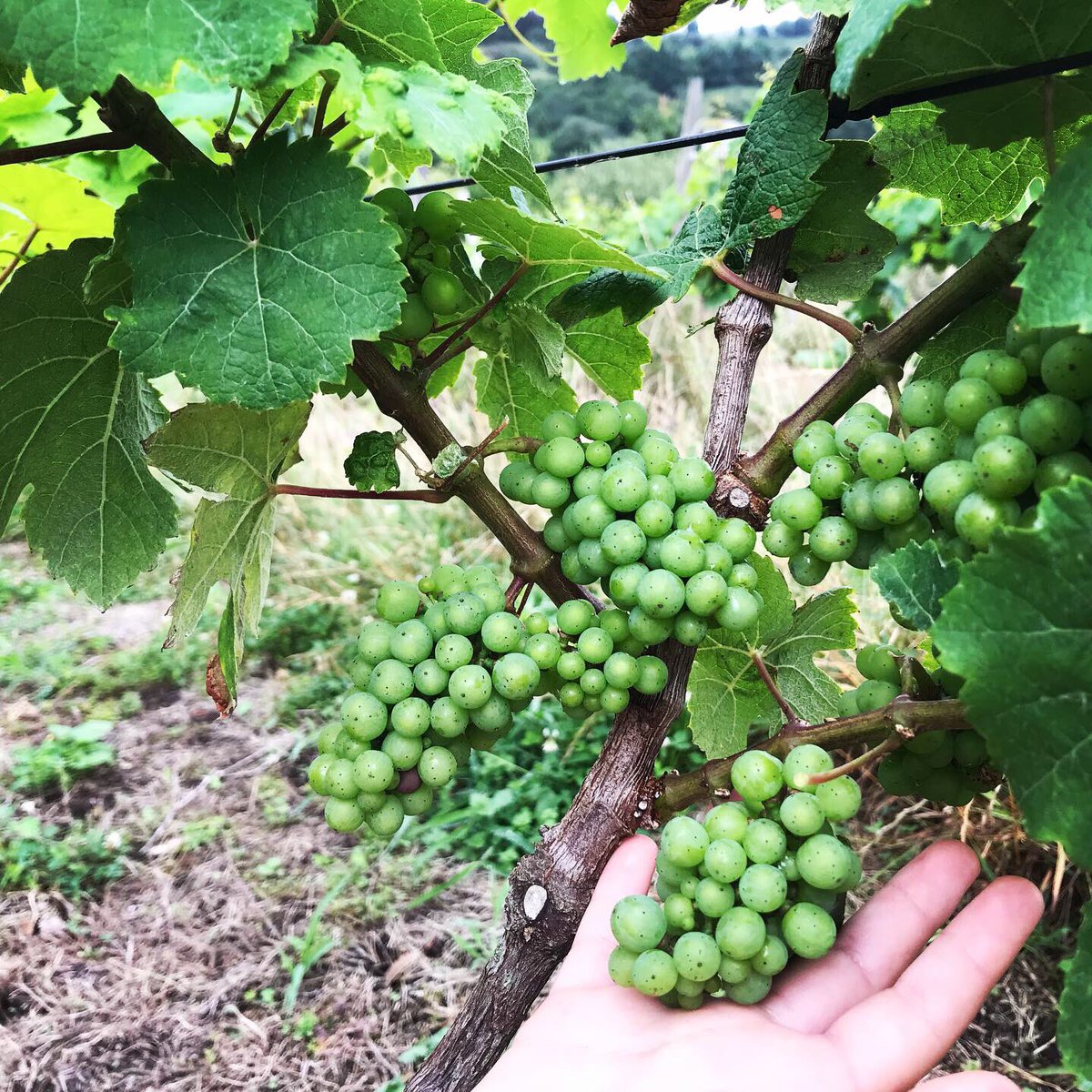 BodegaElPendo's tweet photo. Producción. #viñedosconencanto #laprimeravendimia #viñedosyarqueología #elpendo #bodegaelpendo #vinodecantabria https://t.co/KmoUX8UFr8