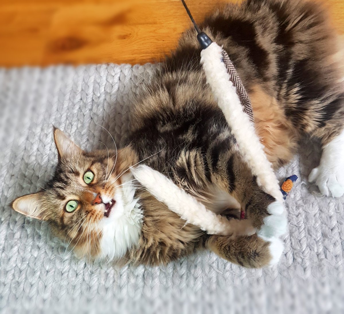 BettyShmem's tweet photo. Brief distraction from #SpreadsheetHell! I'm voting Kefir as office mascot @roseandimza @Lerivp!! #FeralBeastsOfTwitter https://t.co/WSuqszH0iE