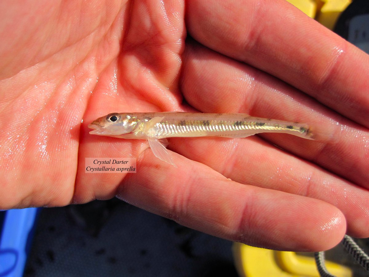 Paine Gillic Alle sammen Lav en snemand Corey Dunn on Twitter: "Meet the Crystal Darter. It inhabits deep, swift  shoals in big rivers only effectively sampled by trawl. This endangered  fish's body is clear, but future is murky. Good