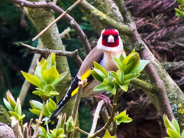 Photo of the day: ow.ly/HEGz50vjm69 Goldfinch