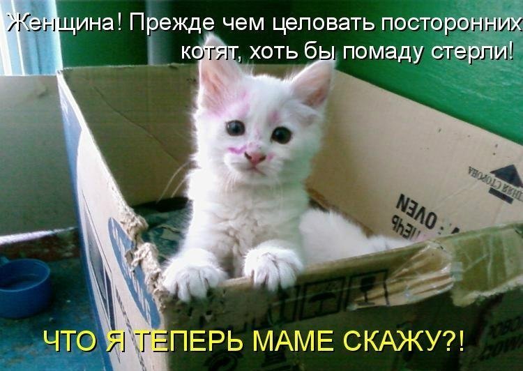 кот закрывает лапой рот. где котики говорят. кот говорит. я сделаю так. кошка с котятами.