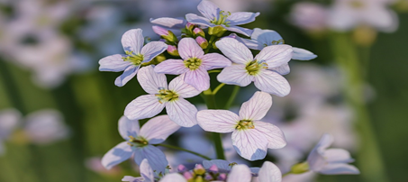 Biotechnology2k's tweet photo. The understanding of #DNA methylation answers the evolution of diversity among species. Revealed by the new discovery of phylogenetic spectra in #Brassicaceae family. Present your similar research @ https://t.co/oA2K3I2SJd
#Biotechnology #Paris #France 
@BBVEA2106_Tours https://t.co/iRsLTo8Mp6