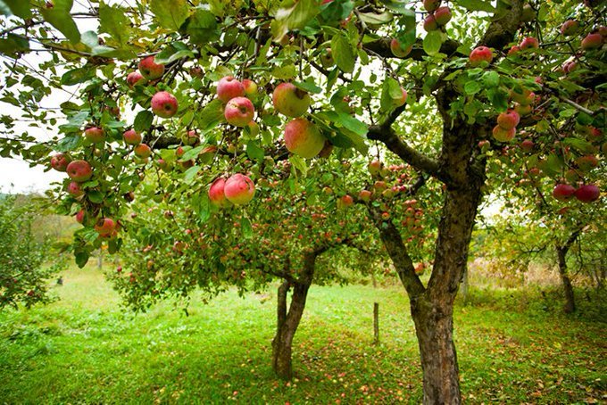 The Irish god, the Dagda, had 2 pigs, one of which was always growing whilst the other was always roasting, & fruit  #trees that were always full of fruit!  #Ireland  #FolkloreThursday