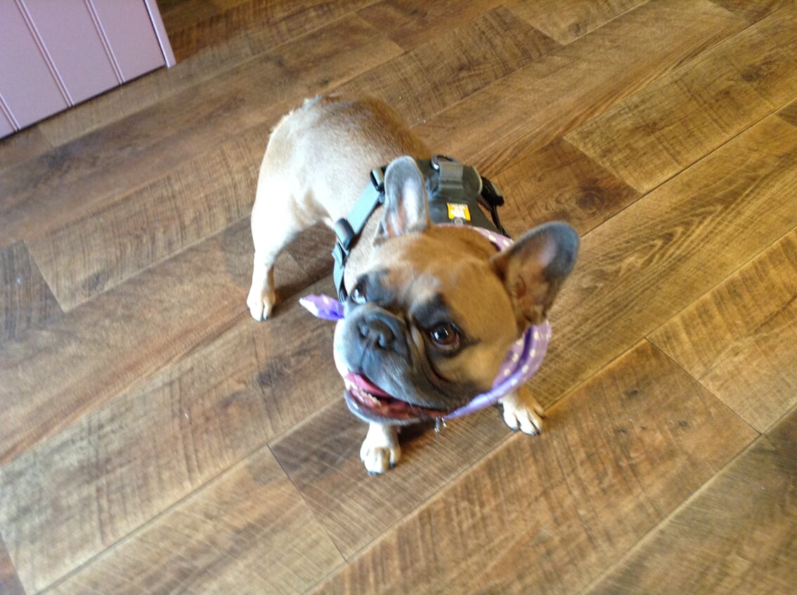 johnpartridgeco's tweet photo. Meet Primrose the Pug.
Previously a breeders dog, now with her new family who adore her. What a cutie, don't you think?
#johnpartridgeco #partridgepooch #topdog https://t.co/u8Cmy76AWH