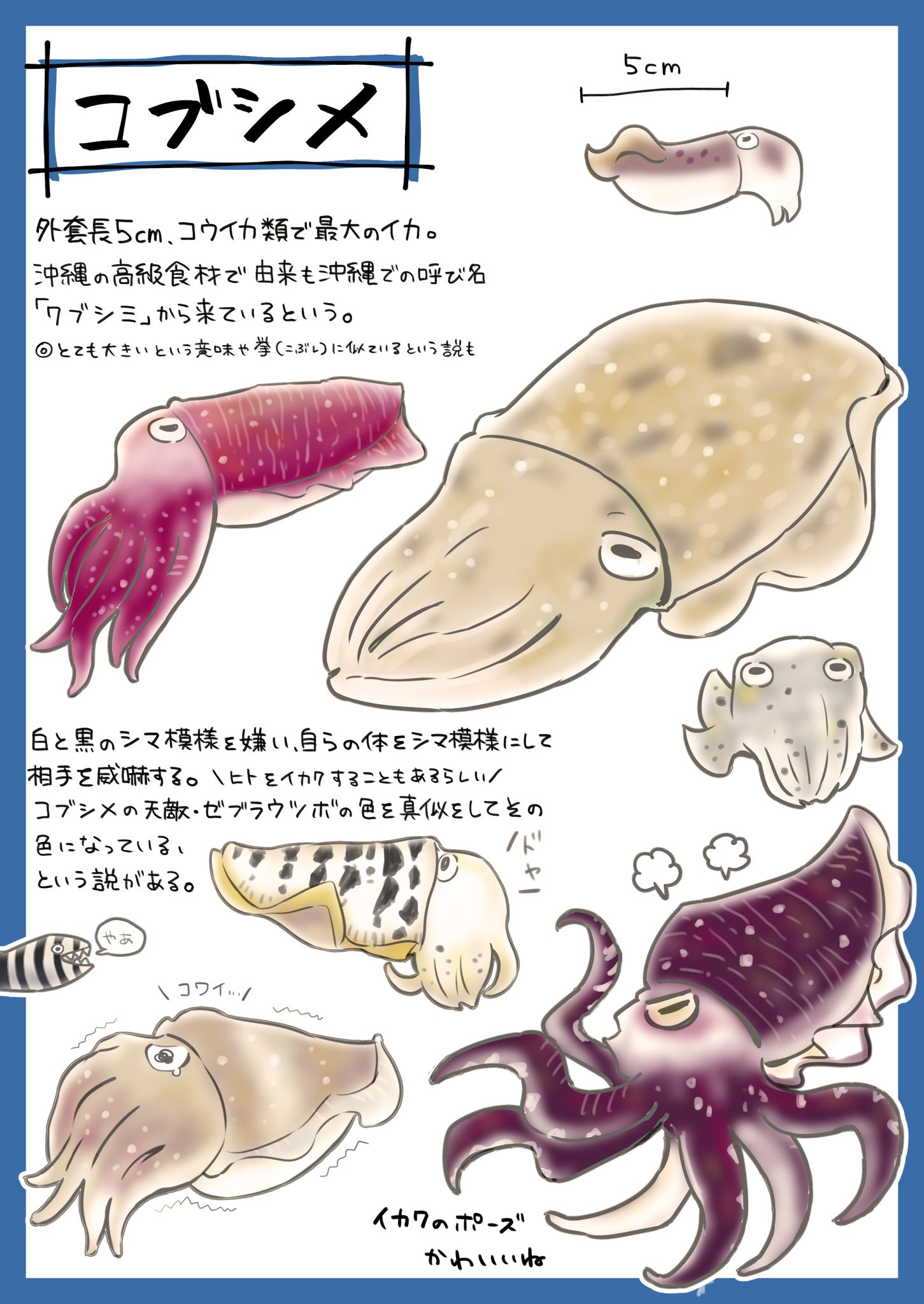 Twitter 上的 瀬戸ナナジ 珍しく名前にイカが付かないイカ コブシメです 自分が嫌いな色になって同種を威嚇する すごく良いですね 今月のイカ イカ T Co Oh5kxuod2r Twitter