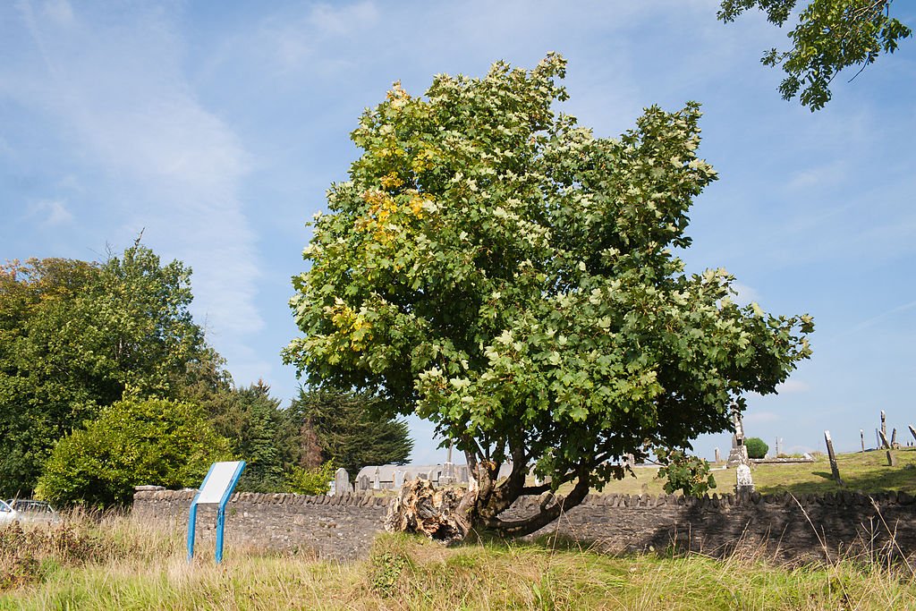 St Fintan’s Money Tree, Clonenagh, Co Laois. Planted on the site of an early Christian monastery. Custom to push coins into the trunk & say a prayer, which led to serious decay due to metal poisoning! Currently undergoing a spate of ‘vigorous re-growth’!   #FolkloreThursday