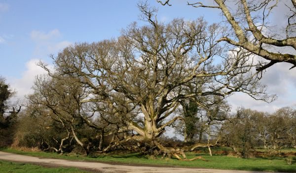 . @CharlevilleCast’s King Oak tree, Tullamore, Co Offaly,  #Ireland. Ran for European Tree of the Year in past. Legend that if a branch of the tree fell, a member of the Bury family would die shortly afterwards!   #FolkloreThursday