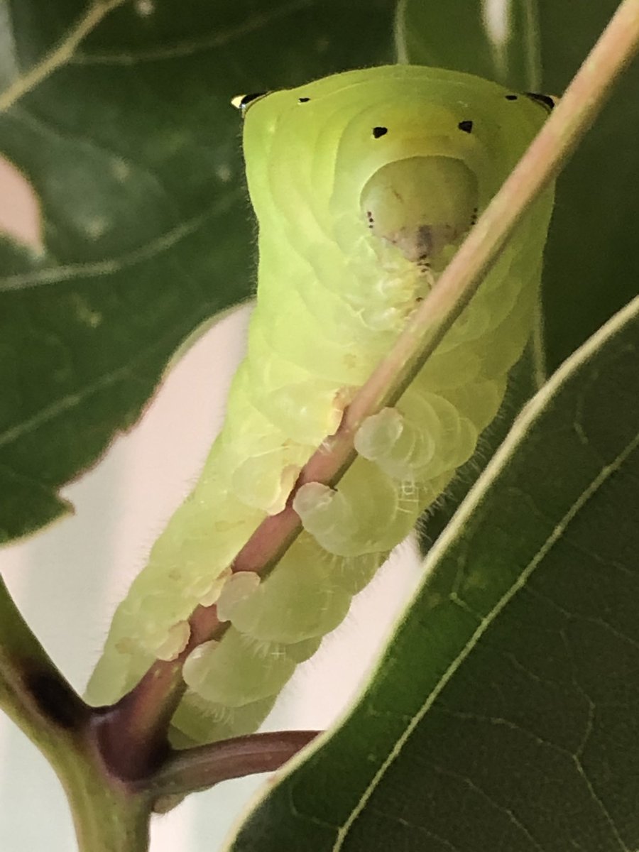 アオスジアゲハ幼虫