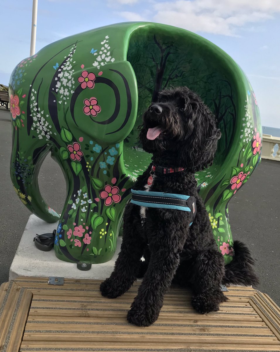 Vinnie wouldn’t quite sit in our Elmer but he was more than happy to pose next to it! #BF100 @PlymouthatBF