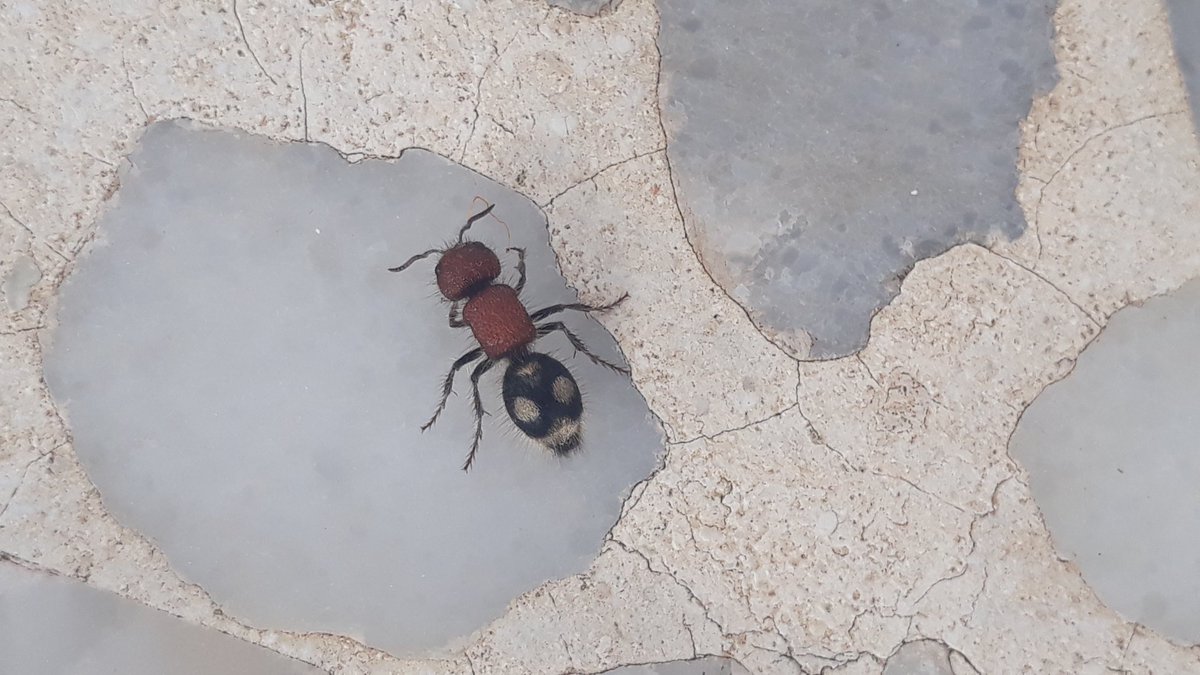 Mike_Marof's tweet photo. Al Ruwaymiyah, Latakia, Syria
This tiny elegant creature is a velvet ant, belongs to the family #Mutillidae, #Hymenoptera. Despite their good looking and peacefull appearance, velvet ants are known for their extremely painful stings. However, they only sting in defense. https://t.co/G4EIZf5bnj