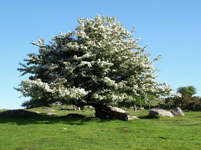 Remember once it starts to flower, not to bring hawthorn blossom into your home! In  #Ireland, used to be believed that it would beckon illness &/or death! Also the fairies won't like you disturbing a 'fairy tree'! PS, chemical trimethylamine is present in it!  #FolkloreThursday 