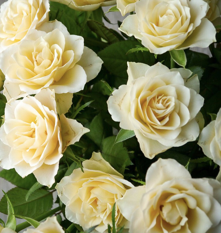 Gatewayfunerals's tweet photo. Today is the 1st August 2019 - “Yorkshire Day” observed by the people of Yorkshire.  Celebrate it in style by giving the special person in your life some white roses, I’m sure they will appreciate them. https://t.co/DiPMhEKoNz