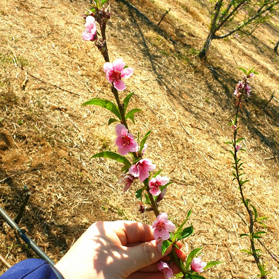 Organo_Group's tweet photo. Blossoms on our early variety certified Organic peaches. Some of our earliest peach varieties have formed fruit allready. 

The earliest peaches are expected to be harvested early September

#certifiedorganic https://t.co/CFxy3NMahD