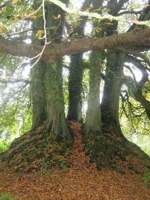 A fairy fort! 6 beech trees planted in a circle on a mound! Really easy to identify! :  http://earthfairy.com.au   #trees  #Ireland  #FolkloreThursday 
