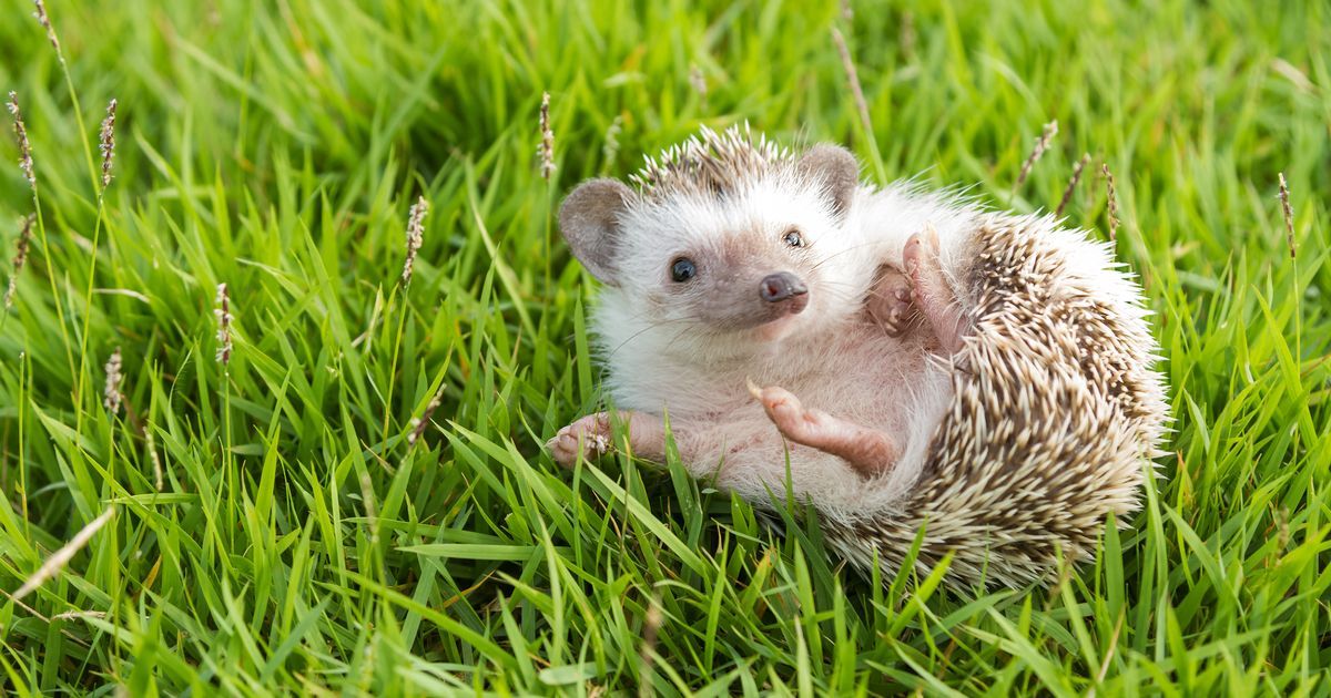 CRelocation's tweet image. This makes me happy. I was upset to see a poor hedgehog fatality on the road this morning. This will hopefully help prevent it. Do you think it will work? #Cheshire  ❤️🦔buff.ly/2yoljmx