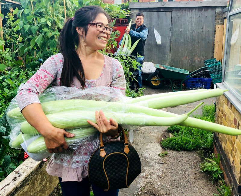 Look at the size of it! Can you name that vegetable? Help us grow plants like that and get a FREE organic lunch. 9.30am-1pm this Friday. #VolunteerInLondon #Lambeth