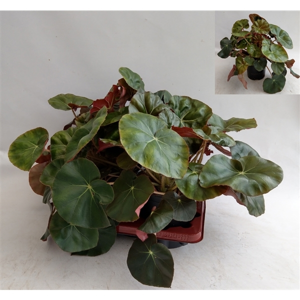 New offer available!
Offer name: Begonia x erythrophylla black jungle 18181