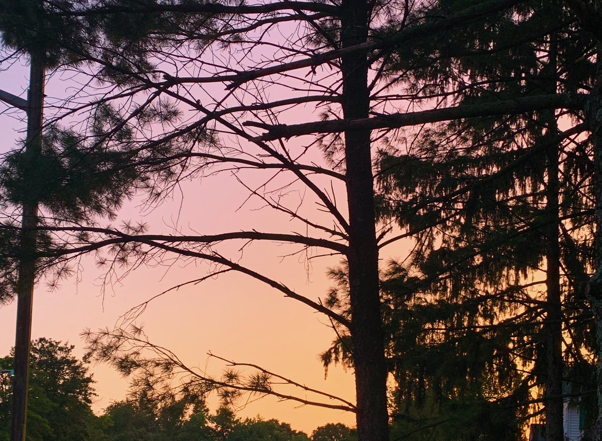 snapgraz's tweet image. On this morning’s walk.  Daybreak through the pines.
#northeast #njisbeautiful #naturescape #sunrise