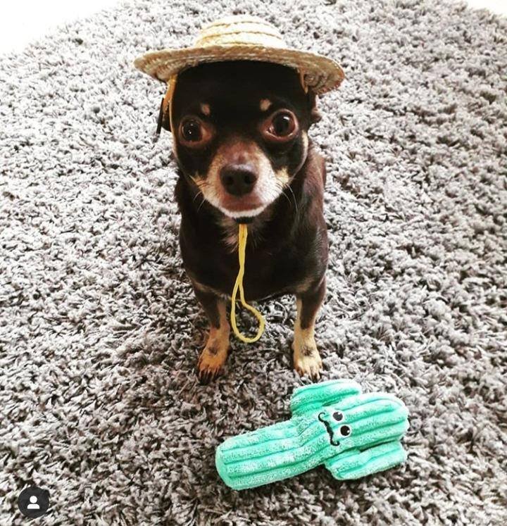 PetsMarsh's tweet photo. Just a Dog wearing a sombrero looking proud of his cactus toy. 🐶😍

@AdoptionForPets 

#ThursdayMotivation #dogs #DogLovers #ThursdayThoughts https://t.co/xstyEyXeka