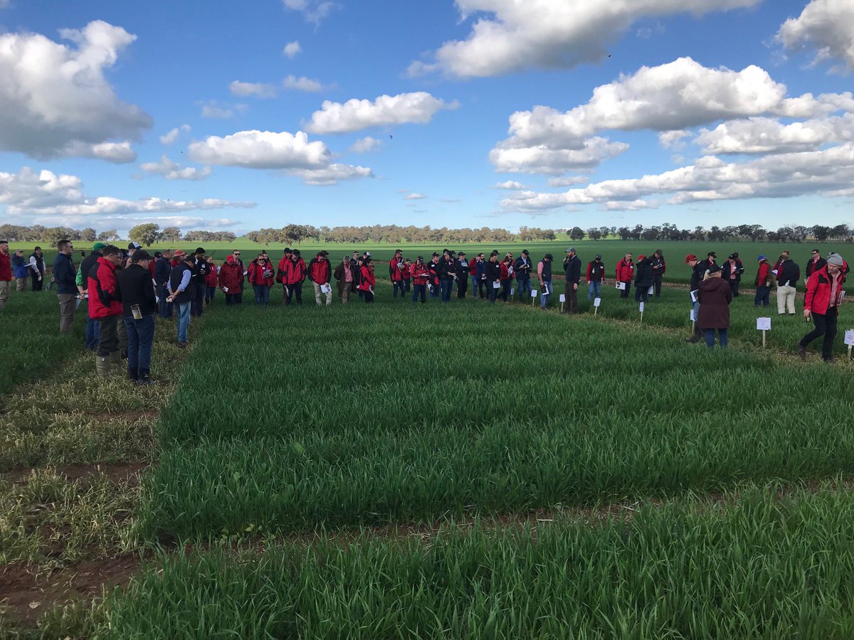 agromick82's tweet photo. Thanks Albury and Yarrawonga you have been awesome #acidsoil #gm #nolentils #noimi https://t.co/9cFy5mIofb