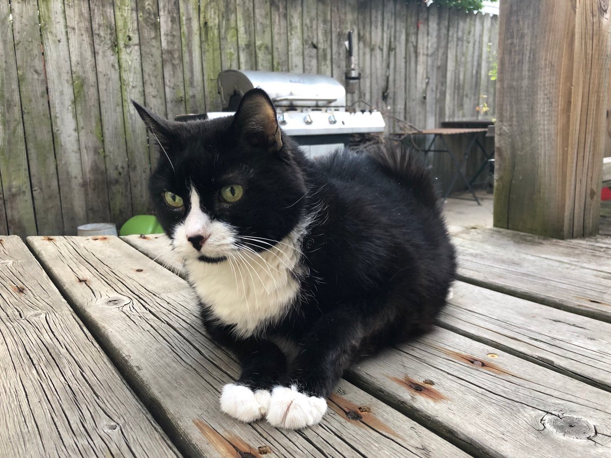 KimmerOh's tweet photo. Izzy joined me outside for coffee this morning. https://t.co/2r6Gk8tVf3