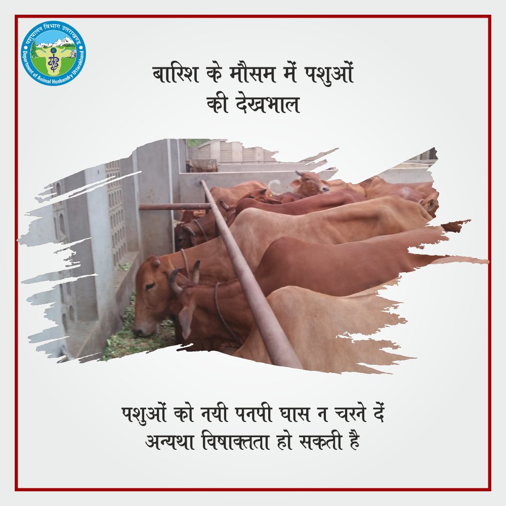 pashudhanUK's tweet photo. बारिश के मौसम में पशुओं की देखभाल:
इस मौसम में अपने पशुओं का विशेष ध्यान रखें। उन्हें नयी पनपी घास न चरने दें अन्यथा विषाक्तता होने की सम्भावना हो सकती है।
#CattleCare #RainySeason #RainTips
@indian_cattle https://t.co/HwS4eUp7mg