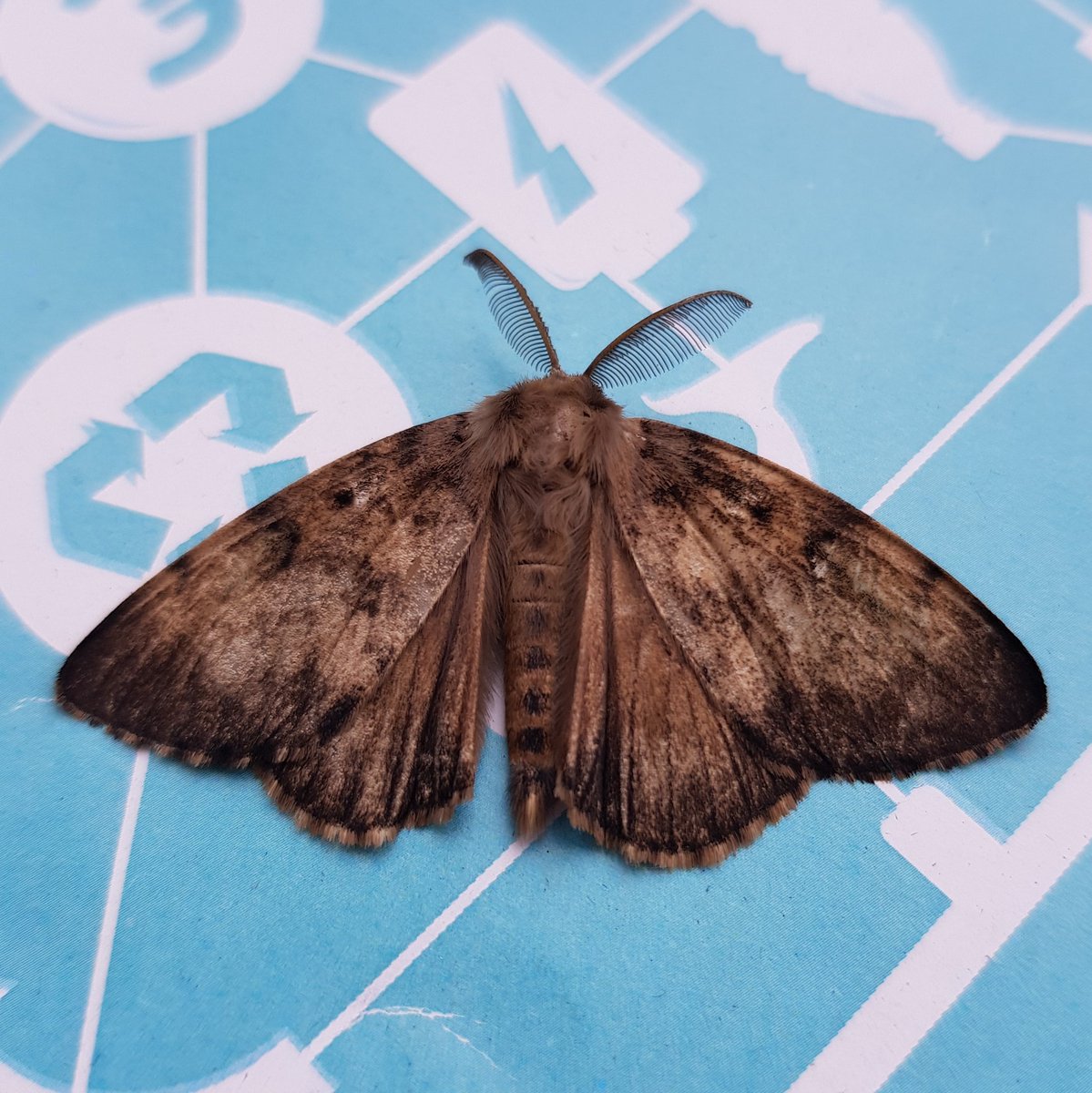 This lovely little creature just paid me a visit in the <a href="/IEEP_eu/">IEEP - Institute for European Environmental Policy</a> London office.

If anyone can identify it, please let me know!

(It seemed at home on the EU Strategy for Plastics in a Circular Economy, if that helps 😉)