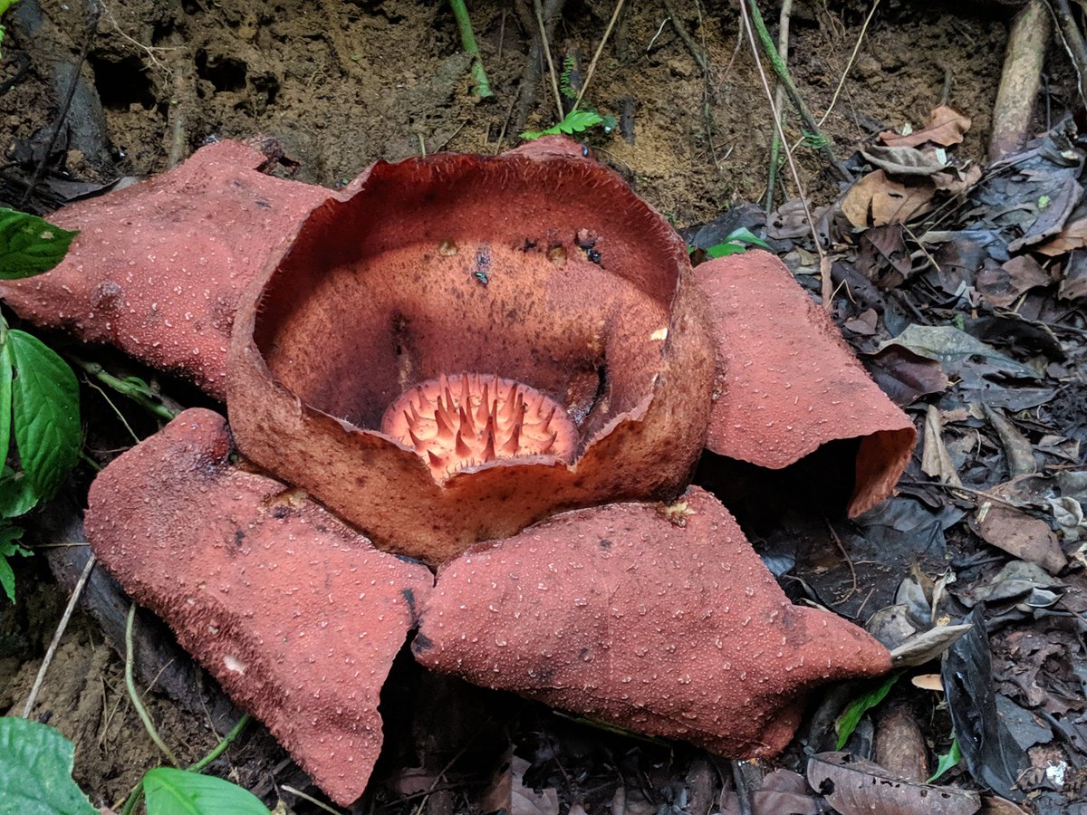 pgar874's tweet photo. We found the giant corpse flower in the jungle today, the world's largest flower! #sumatra #indonesia #flowers #jungle #lucky #smellsofshit https://t.co/U7iDSb4YYd