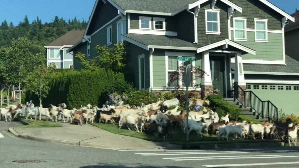 WTAE's tweet image. WATCH: Dozens of goats get loose, run through a neighborhood wtae.com/article/watch-…