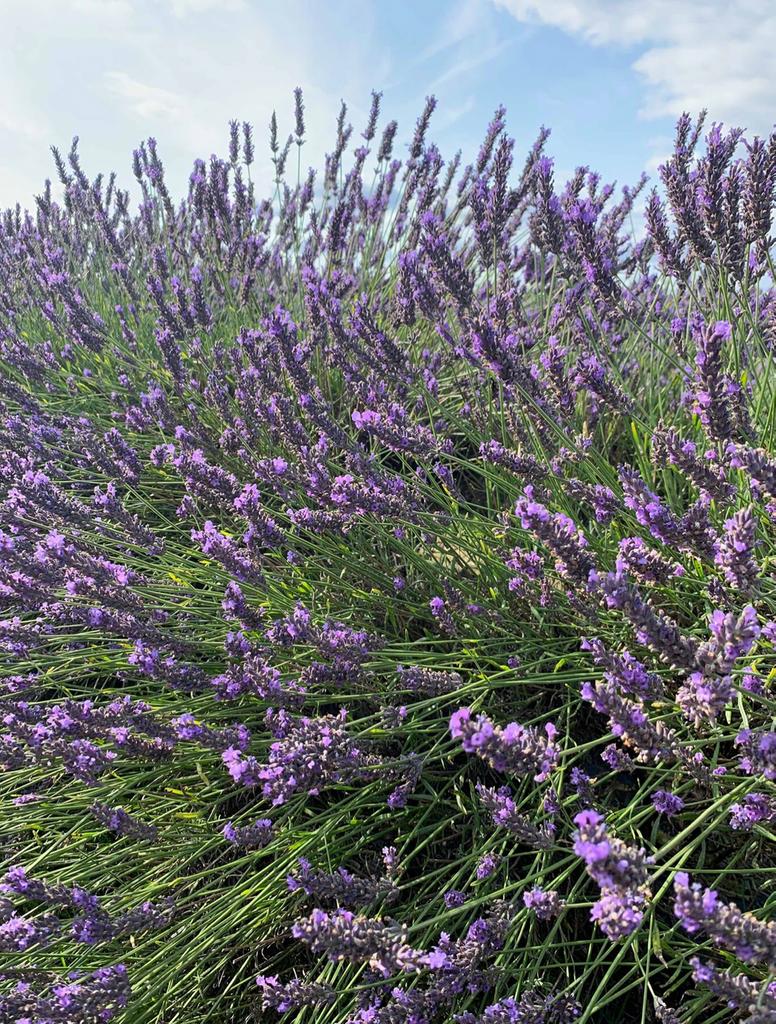 Yesterday Marty's nose was in heaven in Mayfield's Lavender fields! 💜
