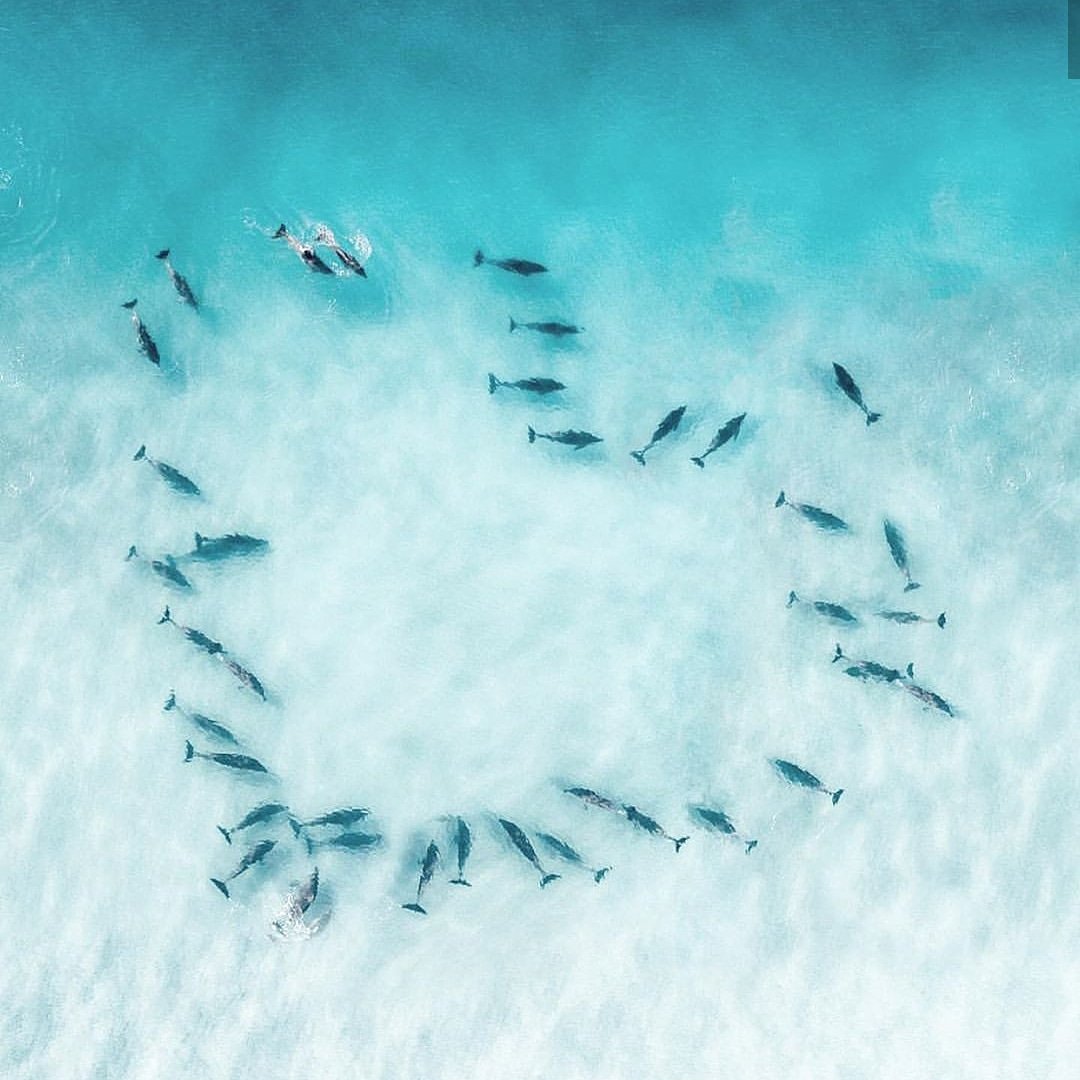OneLC_Official's tweet photo. Let's show some love to the ocean. 

Over 1 million marine animals are killed each year due to plastic debris in the ocean.

Please avoid using plastic products - plastics harm marine life by consumption, entanglement and habitat destruction!

#ecofriendly #plasticfree #ocean https://t.co/UcV0DNgsED