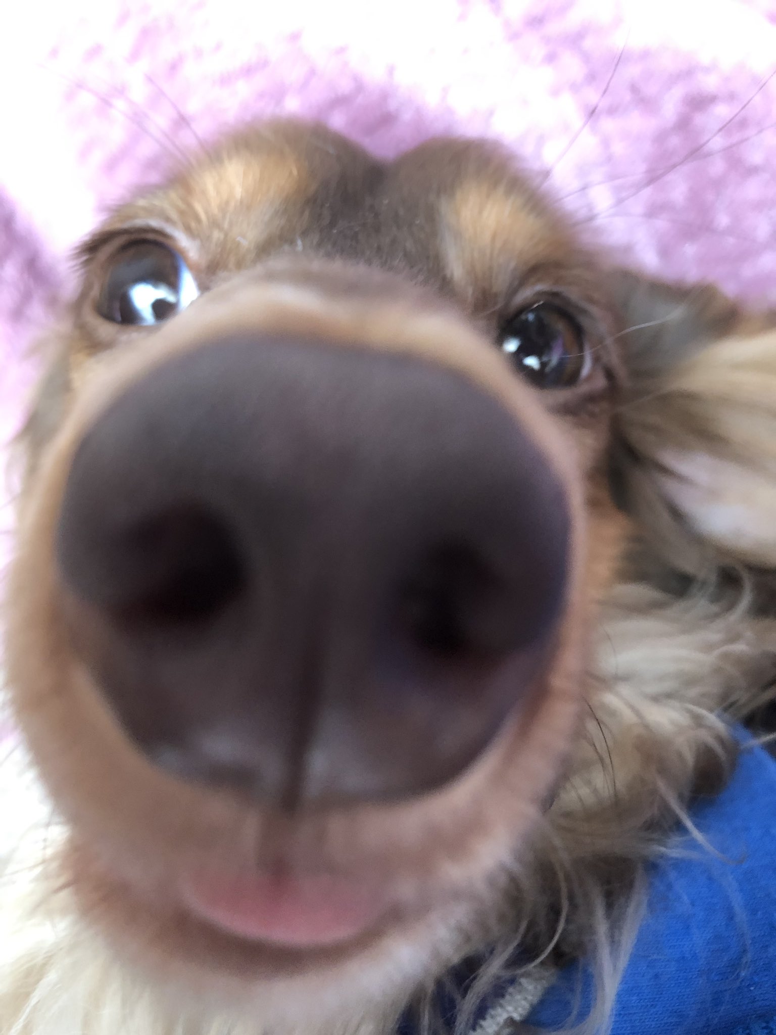 蛸足琉華 スバルはやはり鼻でかい T Co Dc03s7dxeh Twitter