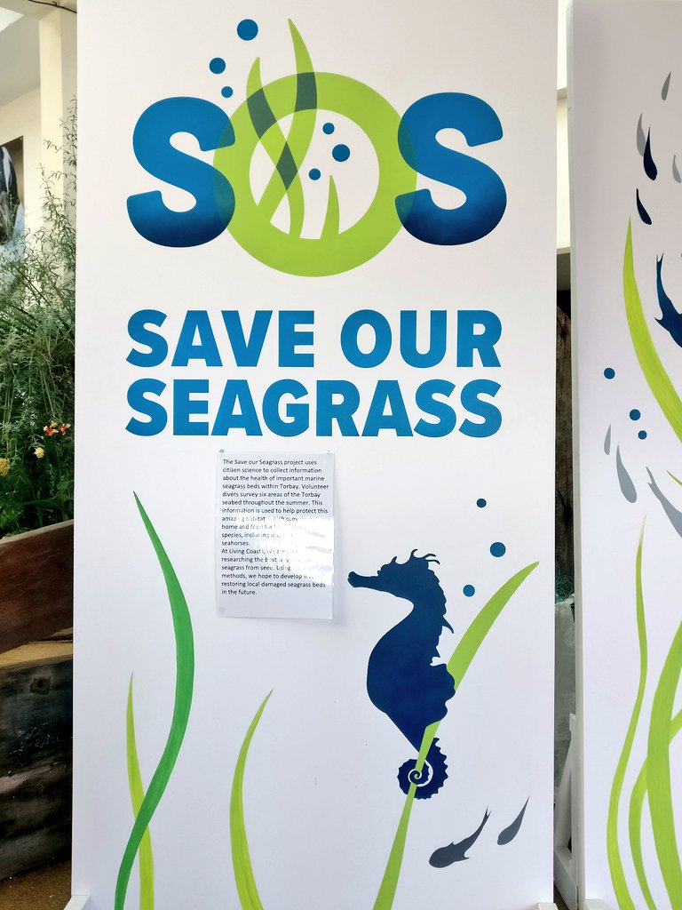 Met with @LivingCoasts in #Torquay today, loved seeing how successful their #seagrass in aquaria has been and hearing all about their seagrass work!

#conservation #outreach @ProjectSeagrass @ZosteraR